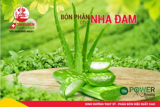 Giải Pháp Dinh Dưỡng Cho Cây Nha Đam