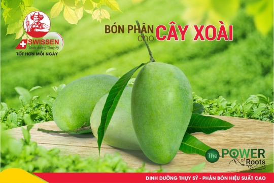 Giải pháp dinh dưỡng cho cây Xoài gian đoạn kinh doanh