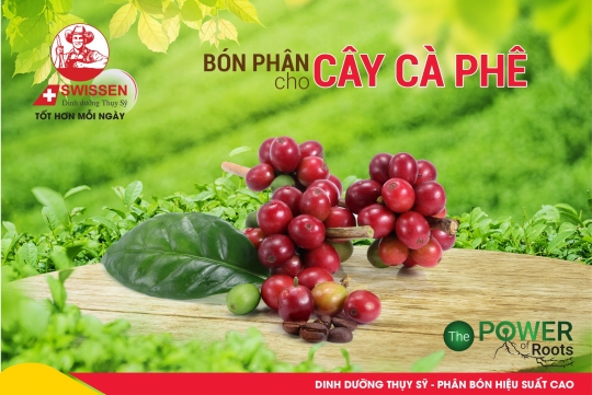 Giải Pháp Dinh Dưỡng Cho Cây Café